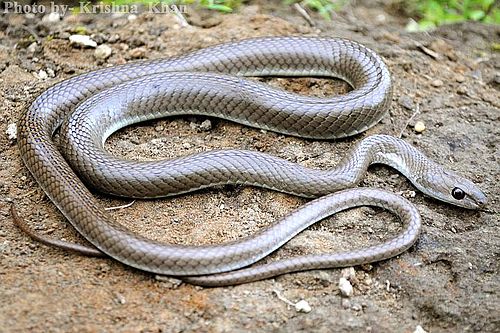 Psammophis longifrons